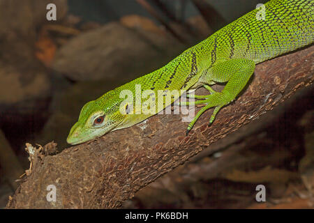 Emerald Tree Monitor (Varanus prasinus) Foto Stock