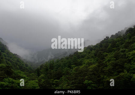 Nebbia di rotolo, lievitazione e nube oltre la fitta foresta lussureggiante di Myohyang montagne del Nord provincia Pyonggan, Corea del Nord Foto Stock