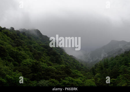 Nebbia di rotolo, lievitazione e nube oltre la fitta foresta lussureggiante di Myohyang montagne del Nord provincia Pyonggan, Corea del Nord Foto Stock