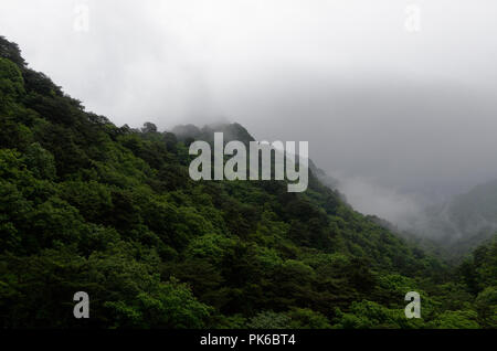 Nebbia di rotolo, lievitazione e nube oltre la fitta foresta lussureggiante di Myohyang montagne del Nord provincia Pyonggan, Corea del Nord Foto Stock