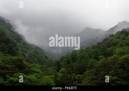 Nebbia di rotolo, lievitazione e nube oltre la fitta foresta lussureggiante di Myohyang montagne del Nord provincia Pyonggan, Corea del Nord Foto Stock