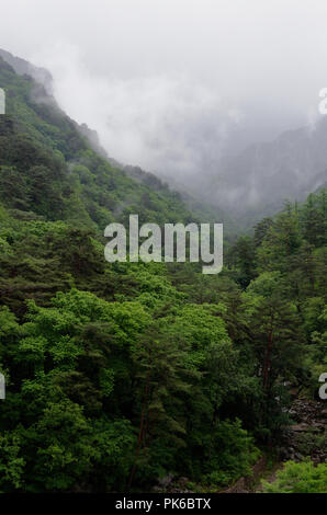 Nebbia di rotolo, lievitazione e nube oltre la fitta foresta lussureggiante di Myohyang montagne del Nord provincia Pyonggan, Corea del Nord Foto Stock