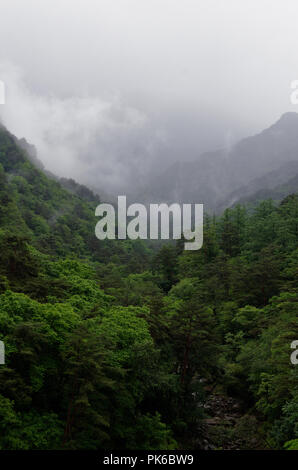 Nebbia di rotolo, lievitazione e nube oltre la fitta foresta lussureggiante di Myohyang montagne del Nord provincia Pyonggan, Corea del Nord Foto Stock