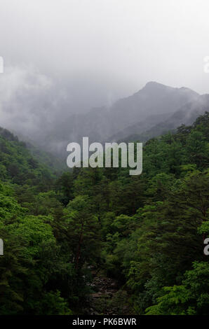 Nebbia di rotolo, lievitazione e nube oltre la fitta foresta lussureggiante di Myohyang montagne del Nord provincia Pyonggan, Corea del Nord Foto Stock