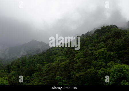 Nebbia di rotolo, lievitazione e nube oltre la fitta foresta lussureggiante di Myohyang montagne del Nord provincia Pyonggan, Corea del Nord Foto Stock