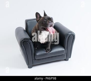 Bulldog francese in cattedra ritratto Foto Stock