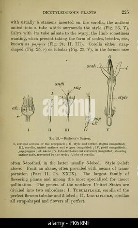 Bergen botanica - chiave e flora - Northern e Central membri ed (pagina 225) Foto Stock