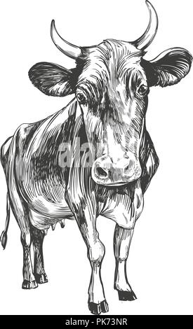 Mucca - animale domestico, farm disegnati a mano illustrazione vettoriale schizzo Illustrazione Vettoriale