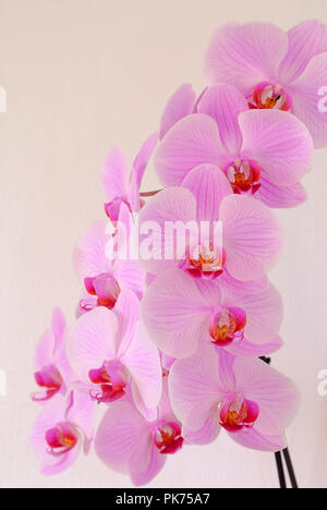 Grandi fioriture di orchidee falena Foto Stock