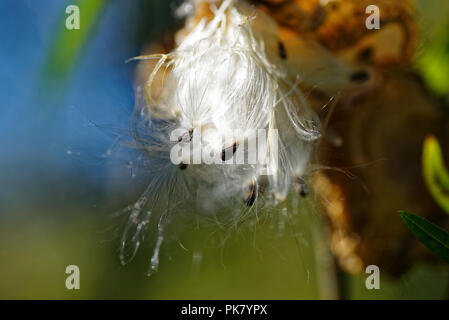 I semi di Monarch catterpillar impianto di alimentazione, pronto per essere dispersa dal vento