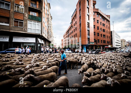 Grande gregge di pecore transiti attraverso le strade della città di Soria durante la transumanza, Castilla y León, Spagna Foto Stock