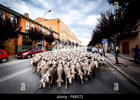 Grande gregge di pecore transiti attraverso le strade della città di Soria durante la transumanza, Castilla y León, Spagna Foto Stock