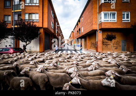 Grande gregge di pecore transiti attraverso le strade della città di Soria durante la transumanza, Castilla y León, Spagna Foto Stock