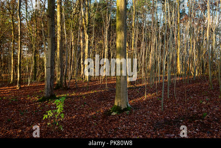 . Un letto di foglie cadute nel bosco con alberi e alberelli su un luminoso mattina autunnale a Beverley, nello Yorkshire, Regno Unito. Foto Stock