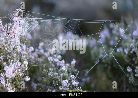 Un inizio autunno misty sunrise sulla pianura Heath Strensall comune e un web ragni si aggrappa a heather in Bloom, vicino a York, North Yorkshire, Regno Unito. Foto Stock