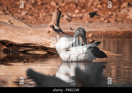 Australian white ibis la balneazione in stagno Foto Stock