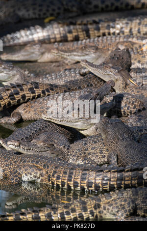 Australia, Territorio del Nord. I giovani coccodrilli di acqua salata aka Saltie (Crocodylus porosus). Foto Stock
