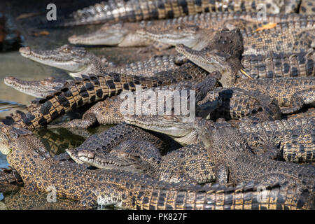 Australia, Territorio del Nord. I giovani coccodrilli di acqua salata aka Saltie (Crocodylus porosus). Foto Stock