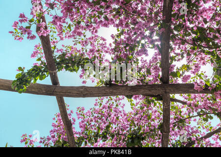 Attraverso la pergola con fiori sole risplende. Ravello, vista panoramica sulla Costiera Amalfitana da Villa Rufolo. L'Italia. Foto Stock