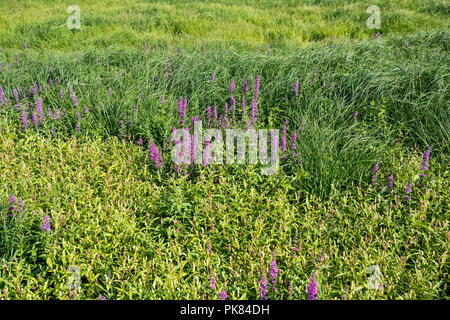 Pallido (persicaria Persicaria lapathifolia) e viola loosestrife (Lythrum salicaria), Edersee-Atlantis, lago Edersee, Hesse, Germania, Europa Foto Stock