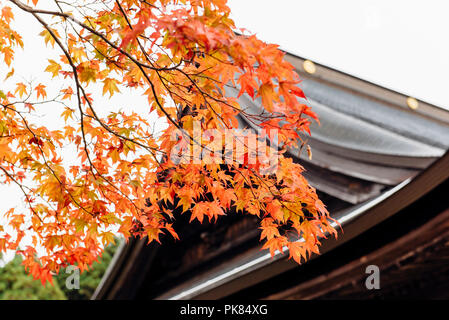 Caduta delle Foglie intorno a un tempio a Koyasan in Wakayama, Giappone. Foto Stock