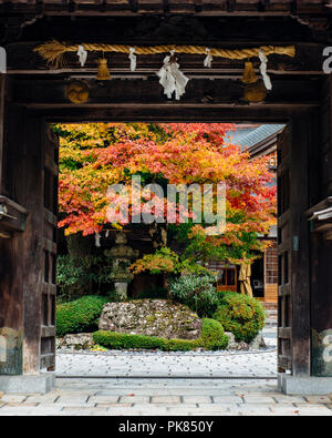 Caduta delle Foglie intorno a un tempio a Koyasan in Wakayama, Giappone. Foto Stock