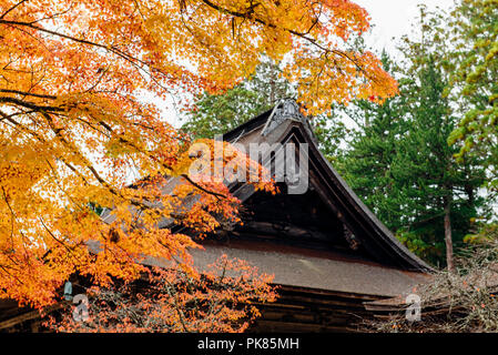 Caduta delle Foglie intorno Kongobu-ji il tempio di testa a Koyasan in Wakayama, Giappone. Foto Stock