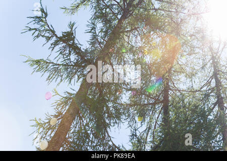 Multi colore palloncini matrimonio bloccato su alberi di pino Foto Stock
