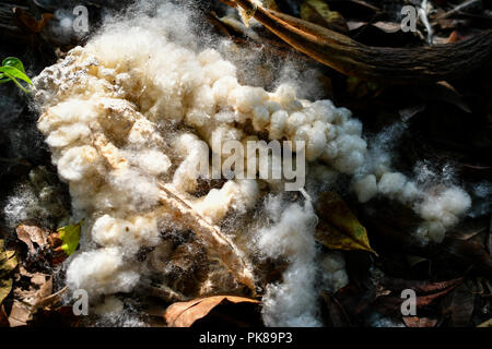 Seta kapok cotton tree dispersione di seme Foto Stock