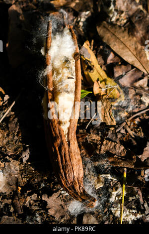 Seta kapok cotton tree dispersione di seme Foto Stock