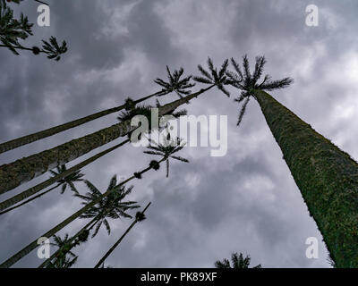 Colline e cera di alti alberi di palma in Cocora Valley vicino a Salento, Colombia Foto Stock