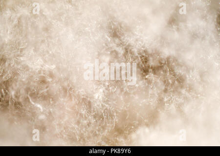 Seta kapok cotton tree dispersione di seme Foto Stock