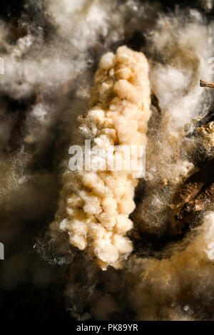 Seta kapok cotton tree dispersione di seme Foto Stock