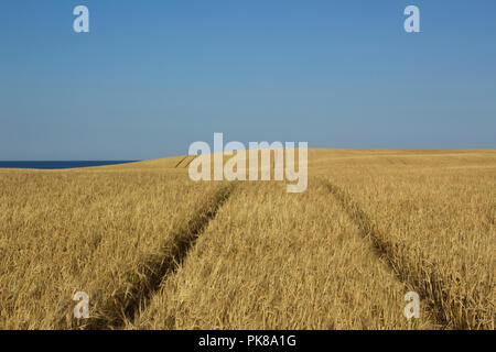 Le tracce in un campo per l'agricoltura dell'isola di Jylland, Danimarca. Foto Stock