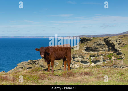 Rosso rubino Devon bestiame vaccino pedigree Inglese Regno Unito mandria Foto Stock