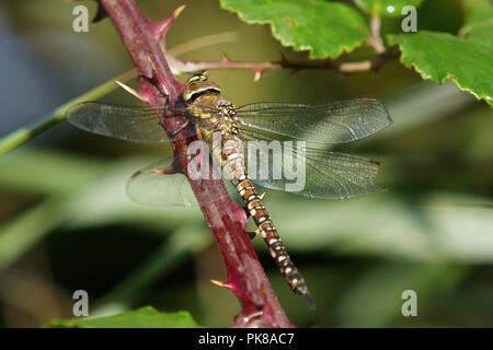 Donna migrante Hawker dragonfly in appoggio sul gambo. Foto Stock