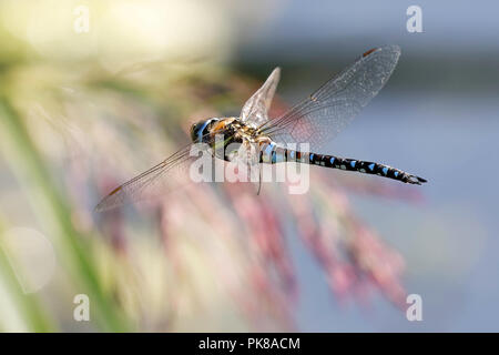 Migrant Hawker libellula in volo Foto Stock