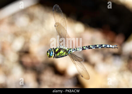 Maschio Hawker meridionale di libellula in volo Foto Stock