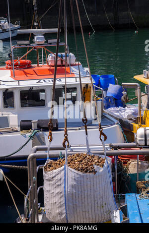 Barca da pesca lo scarico delle loro catture di conchiglia a Saundersfoot Harbour Pembrokeshire Wales Foto Stock