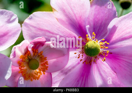 Lato accesa viola Anemone Japenese fiori in un giardino di campagna Foto Stock