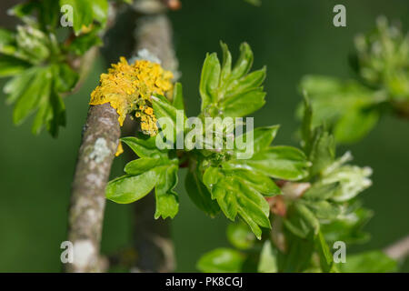 Le foglie e i boccioli di fiori di biancospino, Crataegus monogyna, apertura di scoppio in primavera, Berkshire, Aprile Foto Stock