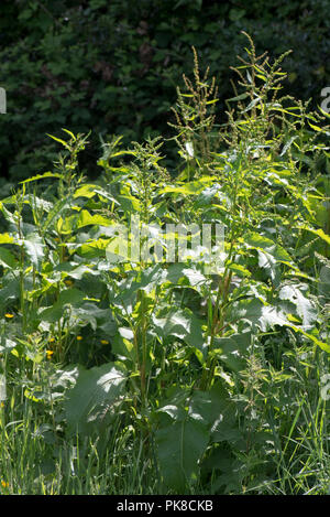 Di latifoglie, dock Rumex obtusifolius, grandi piante di pascolo erbacce Fioritura in estate, Berkshire, Giugno Foto Stock
