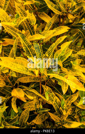 Croton pianta che cresce in Kenya, Africa Foto Stock