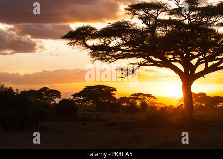 Tramonto a Savannah. Amboseli National Park in Kenya. Foto Stock