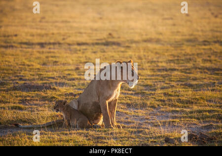 Mom lion invita i rimanenti quattro cubs a ritirarsi dallo spazio aperto alla bussola - una grande quantità di macchine di safari distraendo la sua. Amboseli Nati Foto Stock