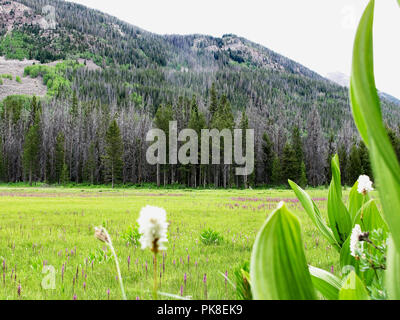Pine colpite da coleotteri mortale Foto Stock