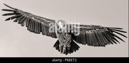 Soaring Vulture nel Masai Mara Foto Stock