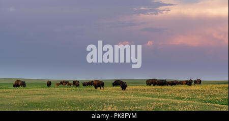 Luce della Sera brilla oltre alla mandria di bisonti al pascolo nel campo Foto Stock