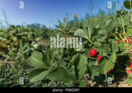 Fragole mature appeso su piante di fragola in campo Foto Stock