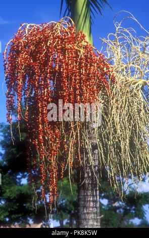 BACCHE DI PALMA DI COCOS (SYAGRUS ROMANZOFFIANA) MATURAZIONE SULL'ALBERO, NUOVO GALLES DEL SUD, AUSTRALIA. Foto Stock